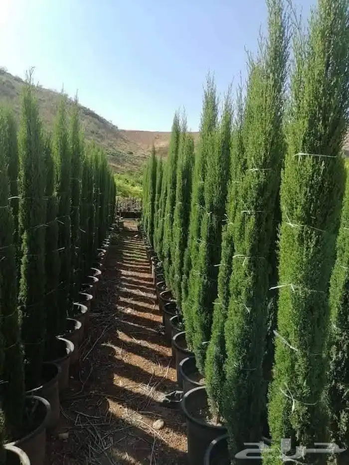 زراعه وحدائق 6