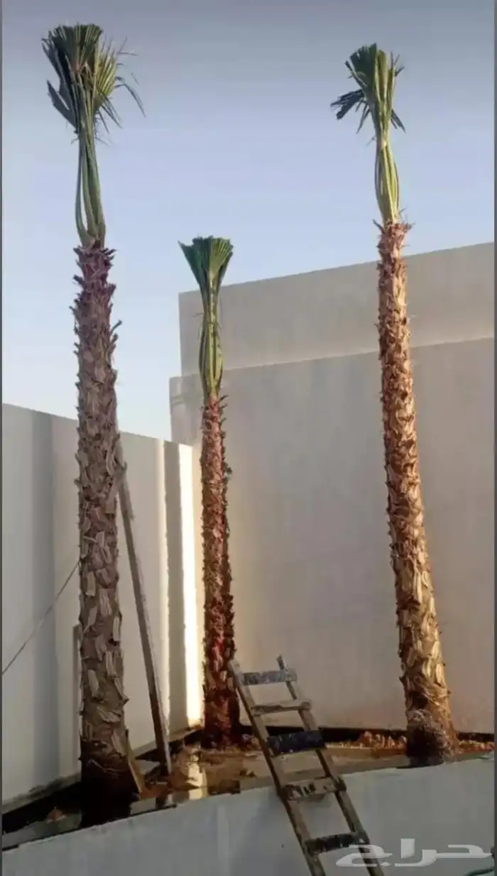نخل واشنطني امريكي 0