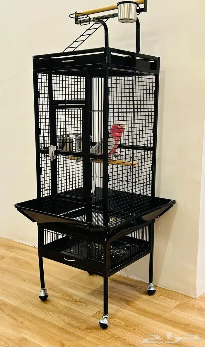 كوكاتو قالا تم البيع 12