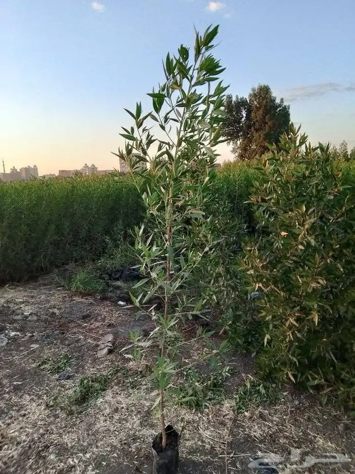زراعه وحدائق 7