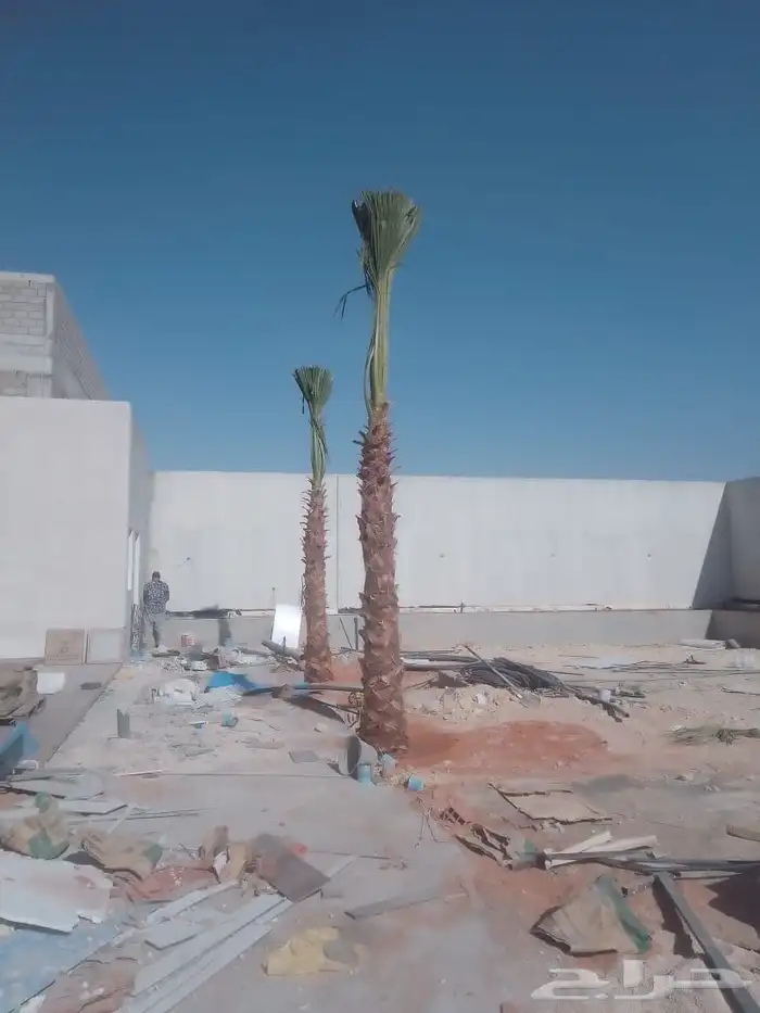 نخل واشنطني امريكي 2