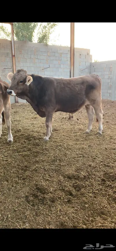 ثور جذع فحل طيب سويسري براون 3