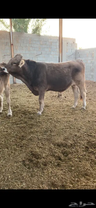 ثور جذع فحل طيب سويسري براون 2