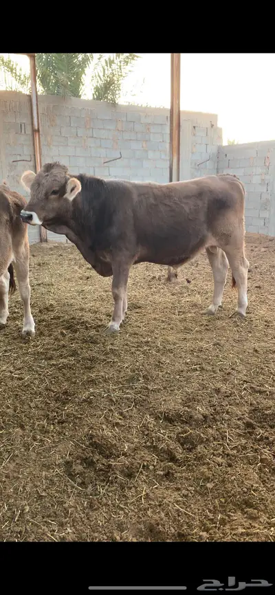 ثور جذع فحل طيب سويسري براون 1