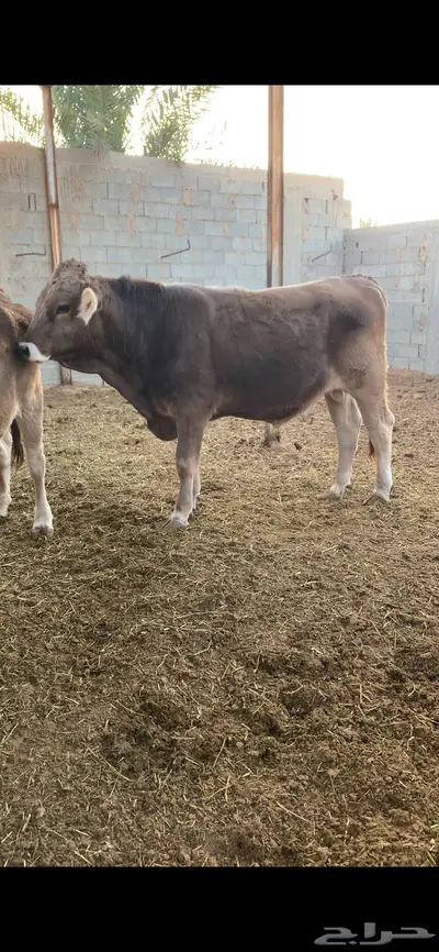 ثور جذع فحل طيب سويسري براون 4