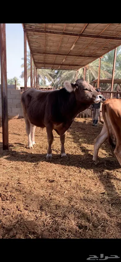 ثور جذع فحل طيب سويسري براون 0