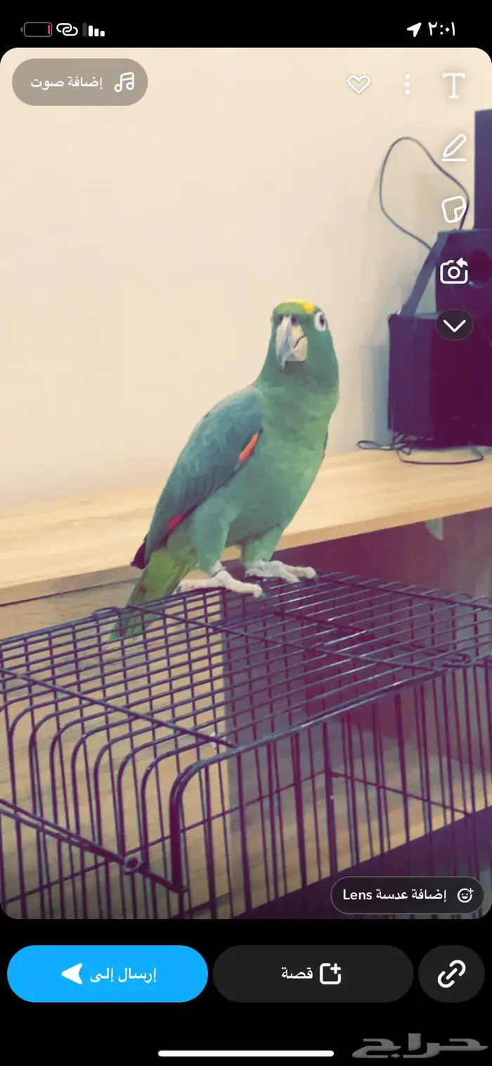 امزون مفقود مفقود 0