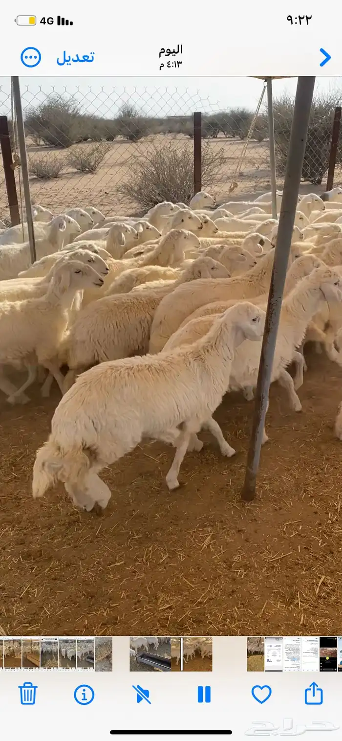 رخال حريه 0