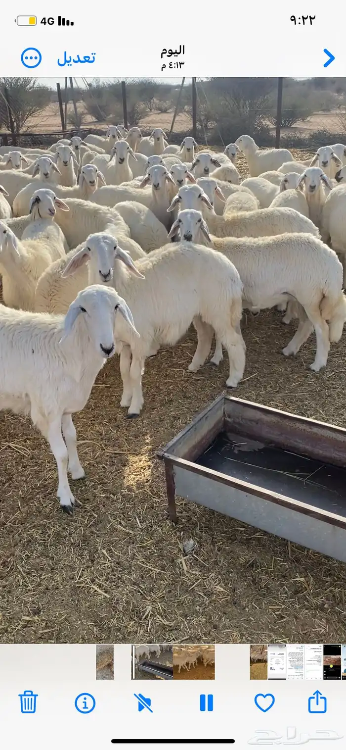 رخال حريه 7