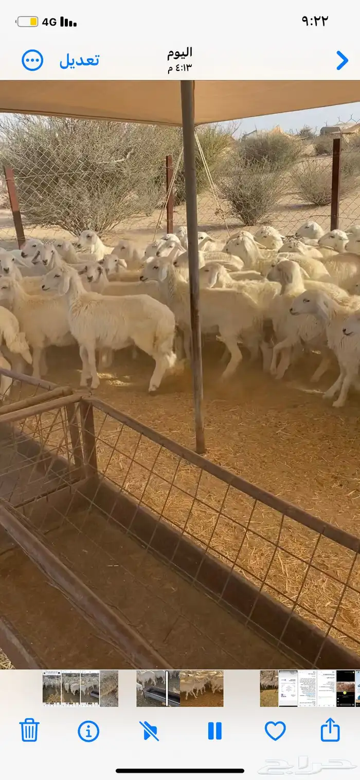 رخال حريه 4