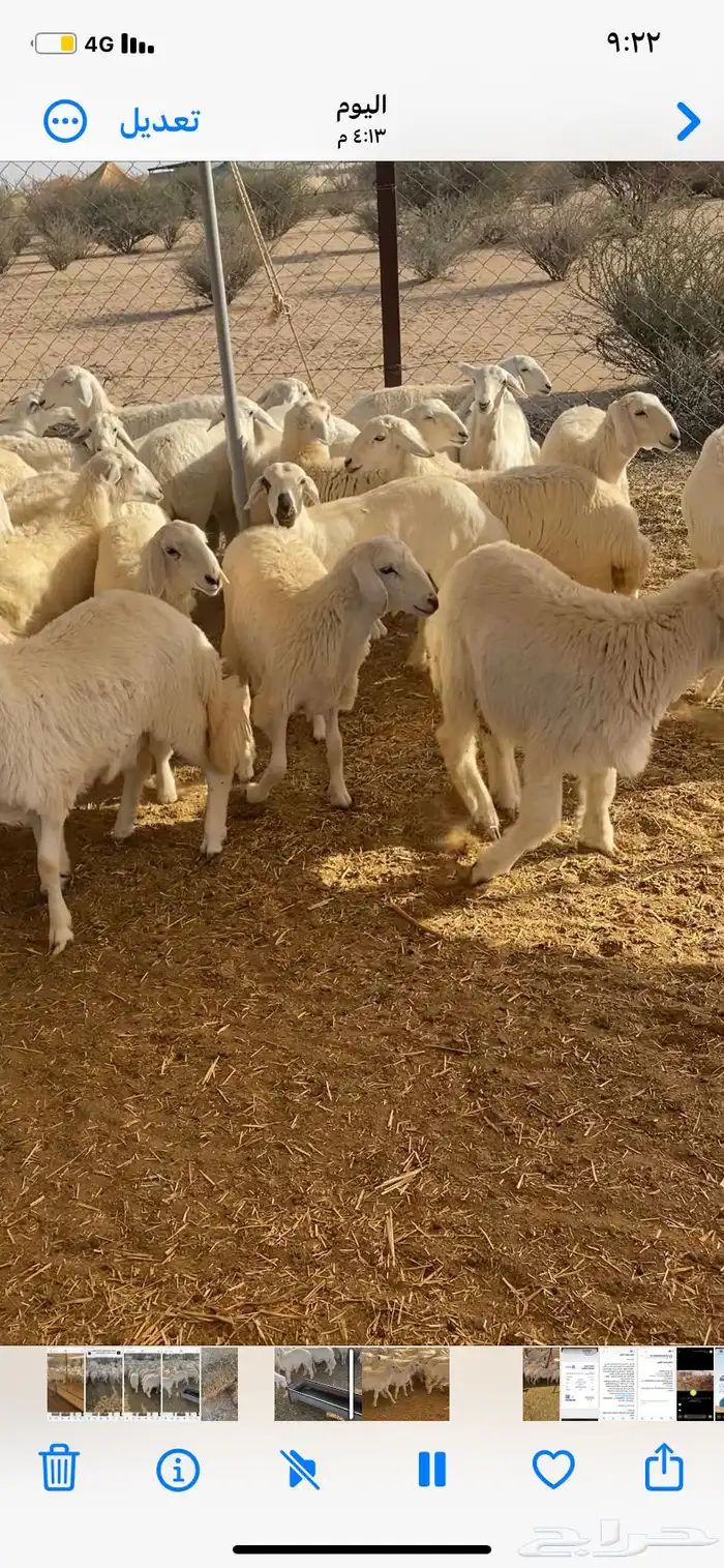 رخال حريه 3