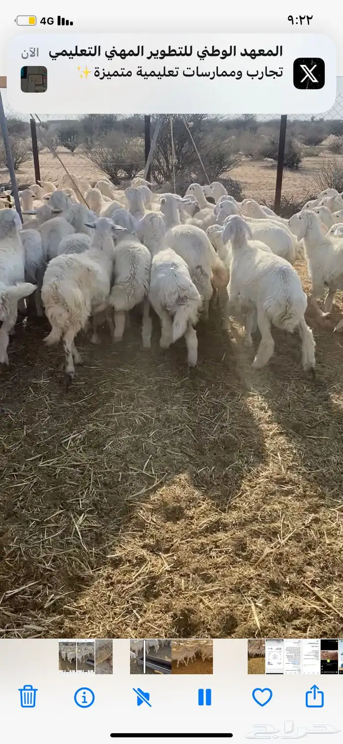 رخال حريه 5