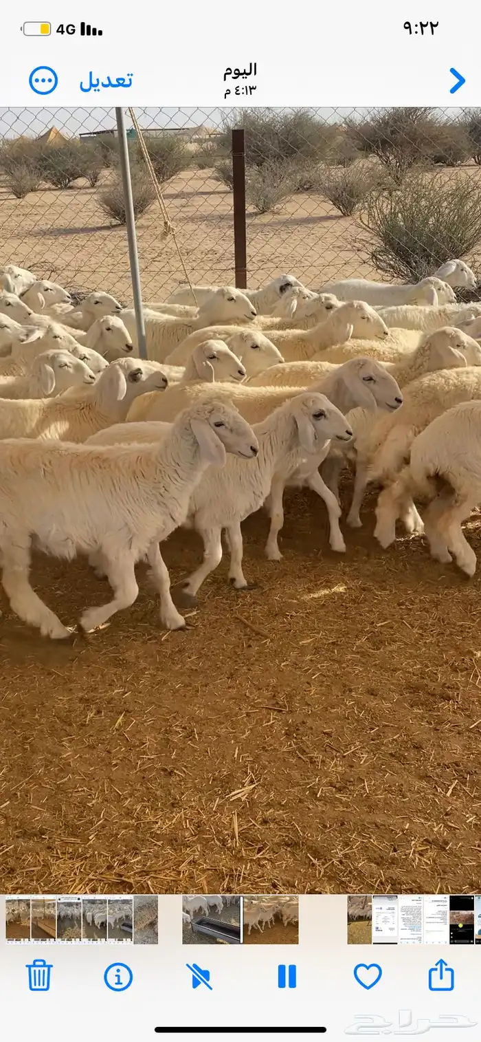 رخال حريه 1