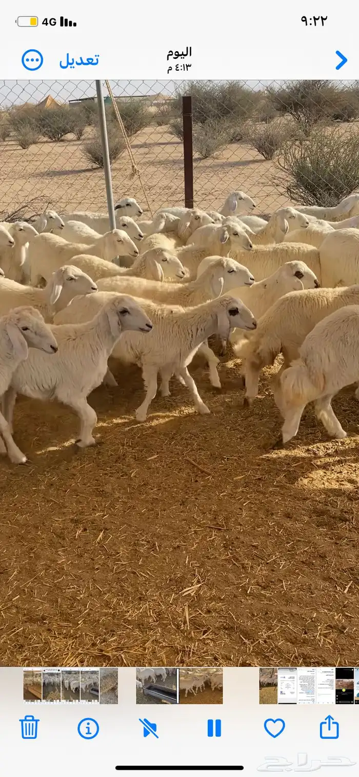 رخال حريه 2