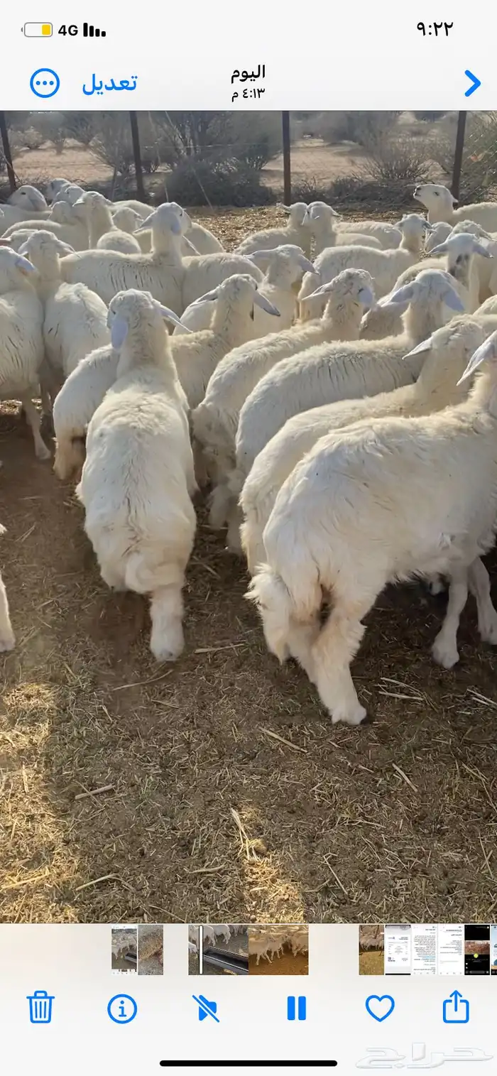 رخال حريه 6