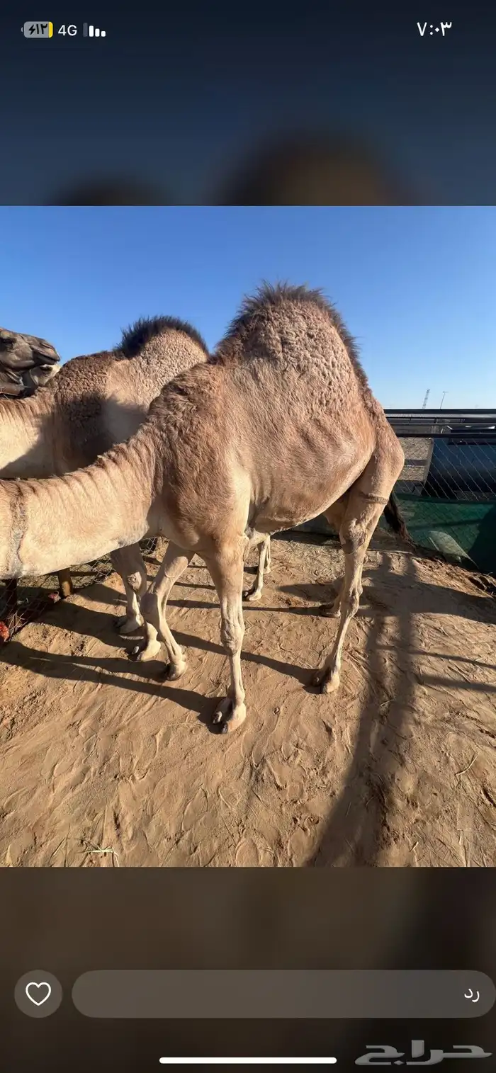 قعدان بلديات ومستورده 2