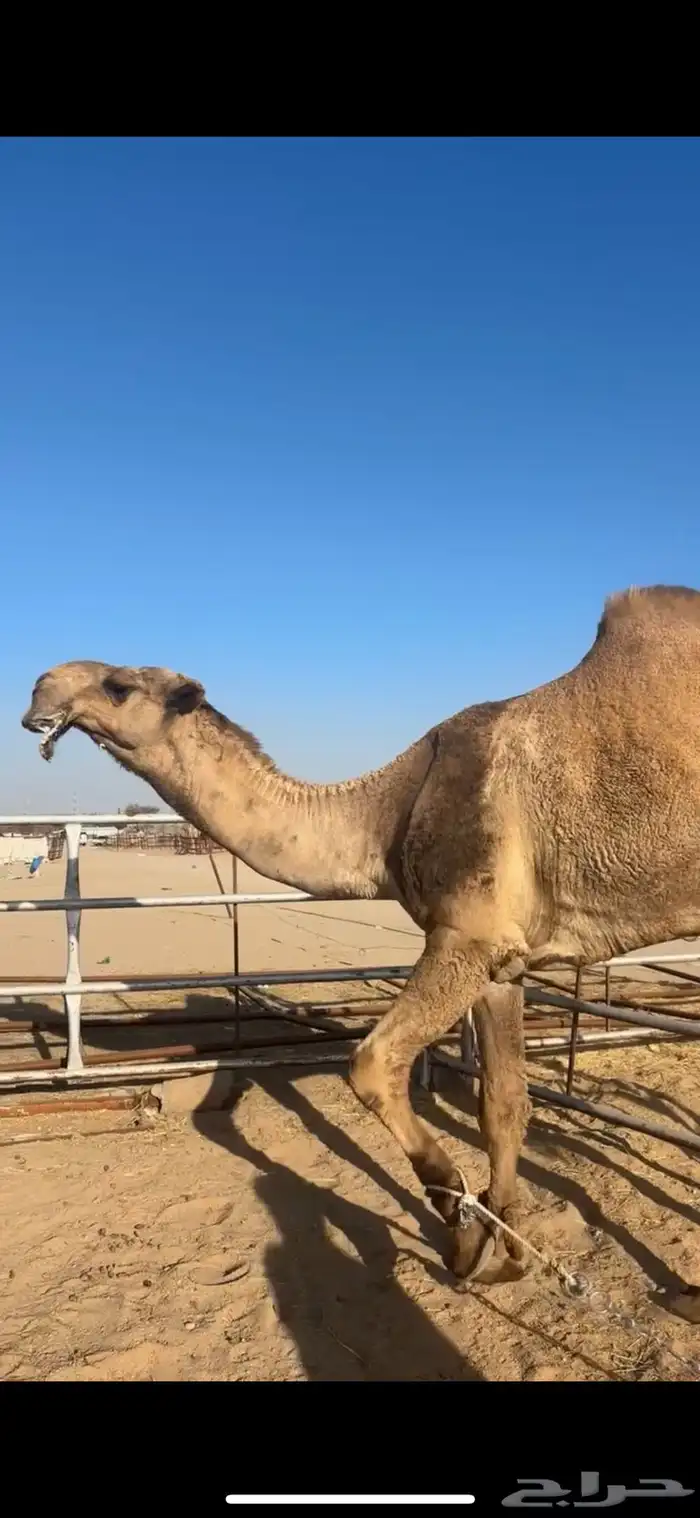 بعير رماني كفو رباع هايج تم البيع 0