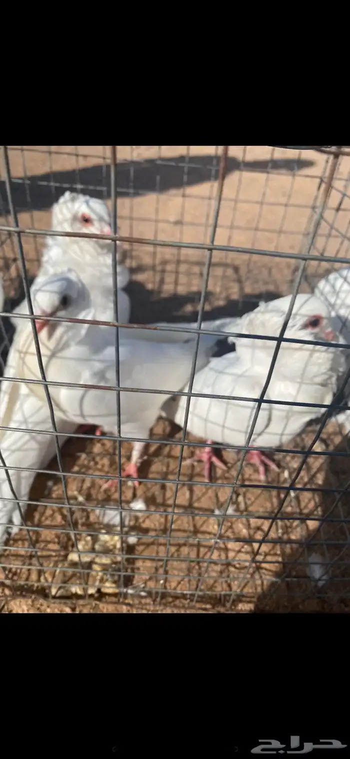 زوج حمام رقاصي هندي وزوج حمام بلجيكي ابيض 3