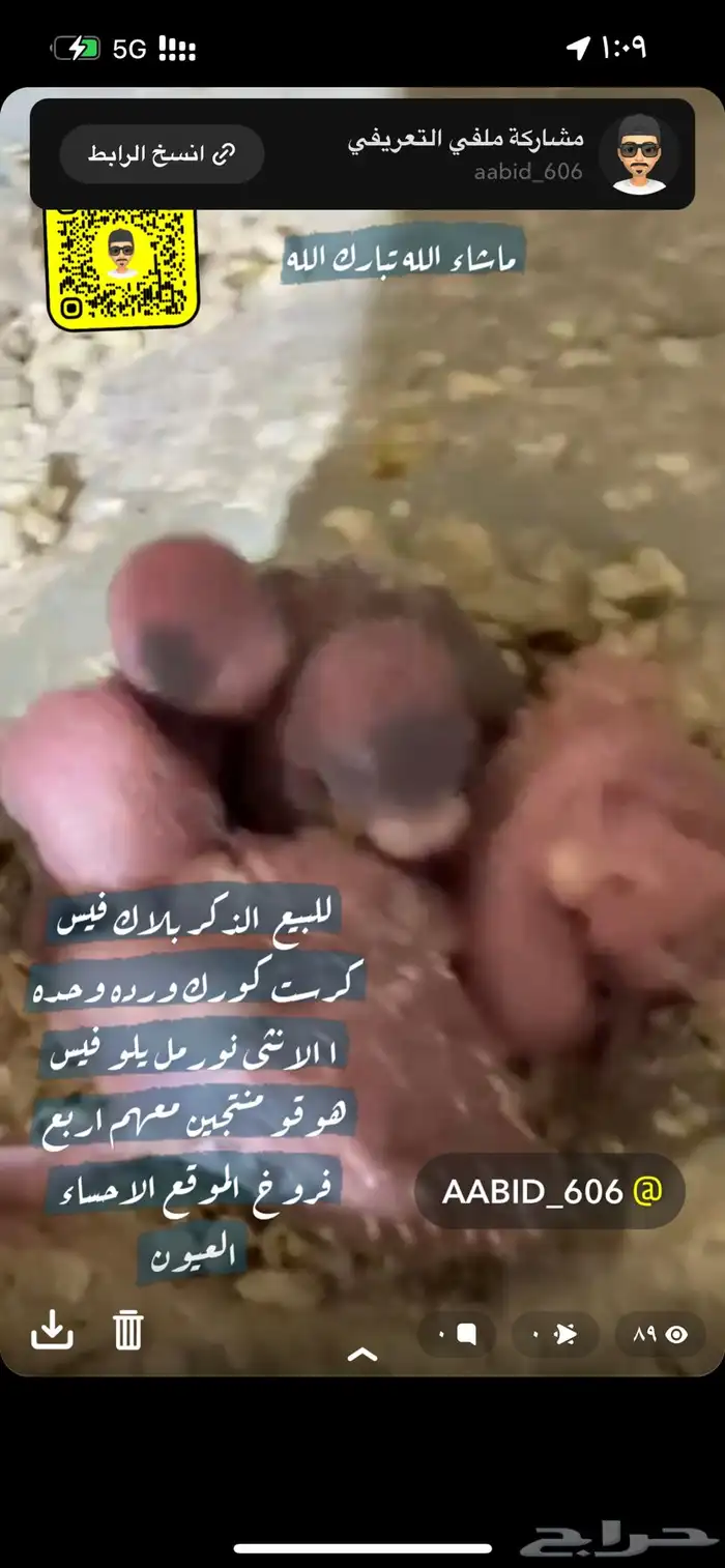 بلاك فيس هوقو مع انتاجهم 8