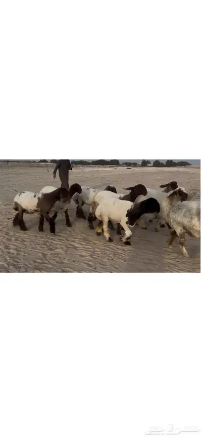 جذعات نعيم صنف فاخره فاخره 2