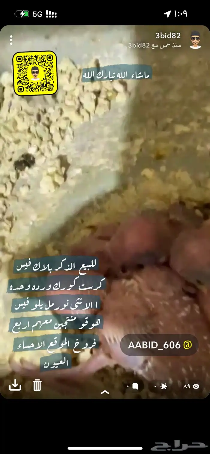 بلاك فيس هوقو مع انتاجهم 7
