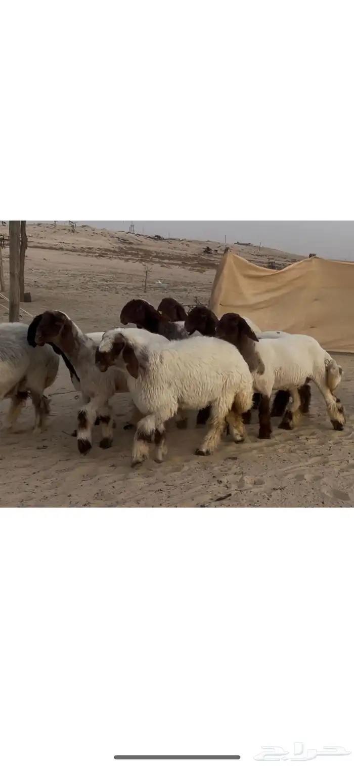 جذعات نعيم صنف فاخره فاخره 1