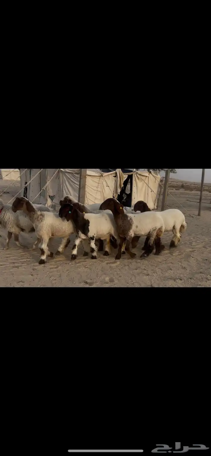 جذعات نعيم صنف فاخره فاخره 0