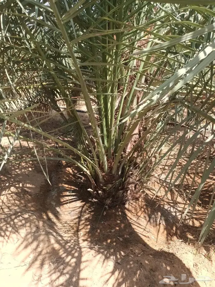 نخل من القصيم 0
