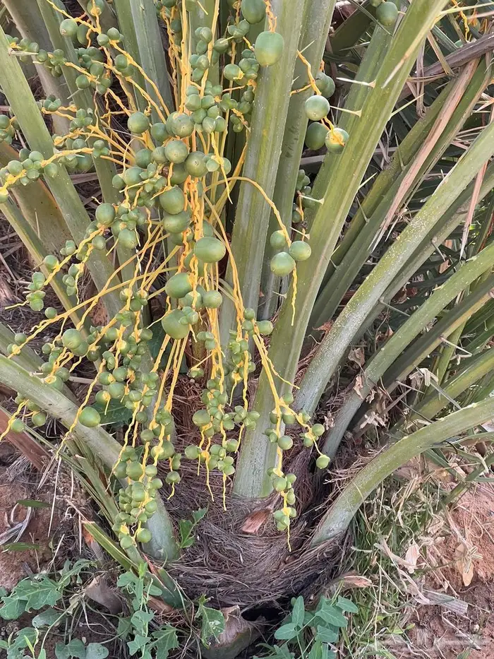 نخل من القصيم 1