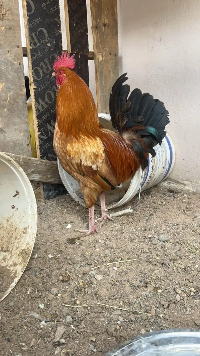 ديك عربي للبيع 0