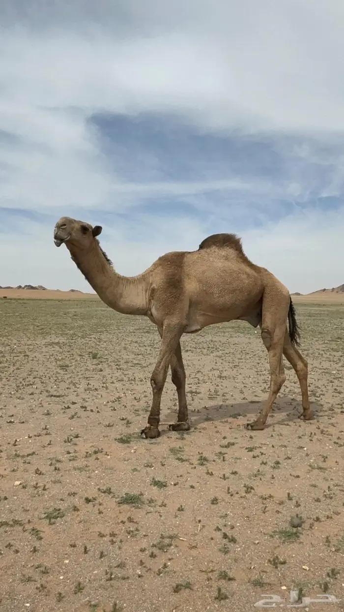 قعود اصفر كفو 1