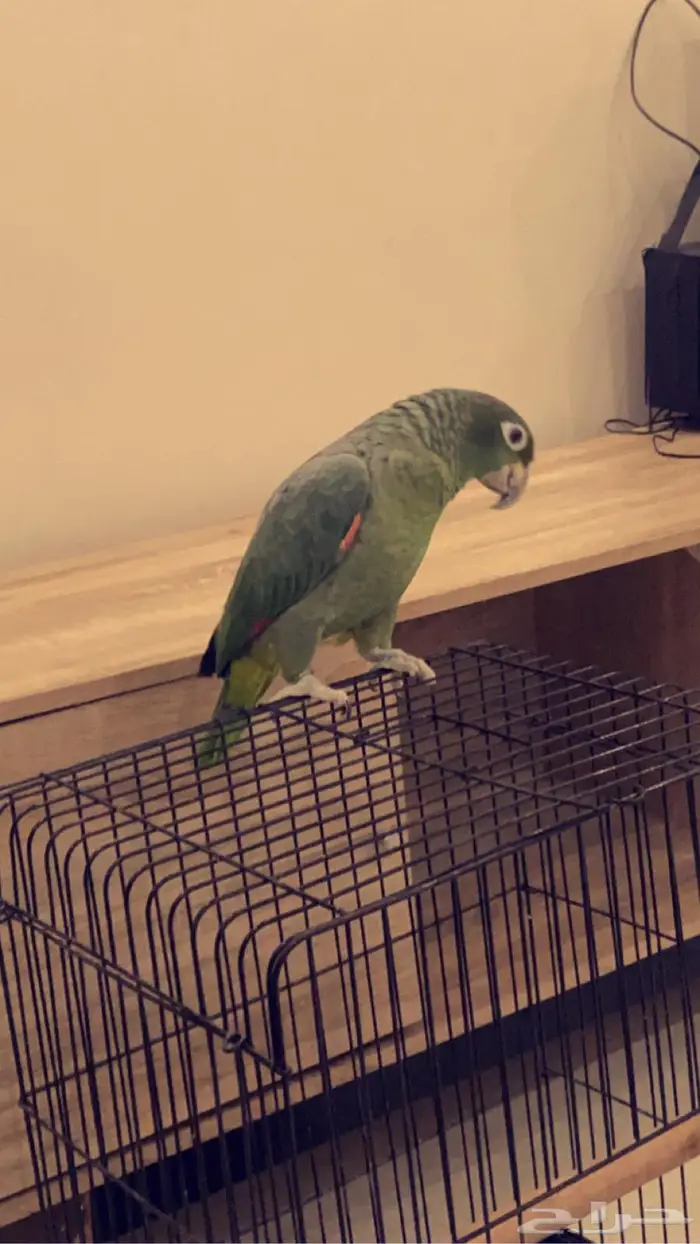 امزون مفقود مفقود 1