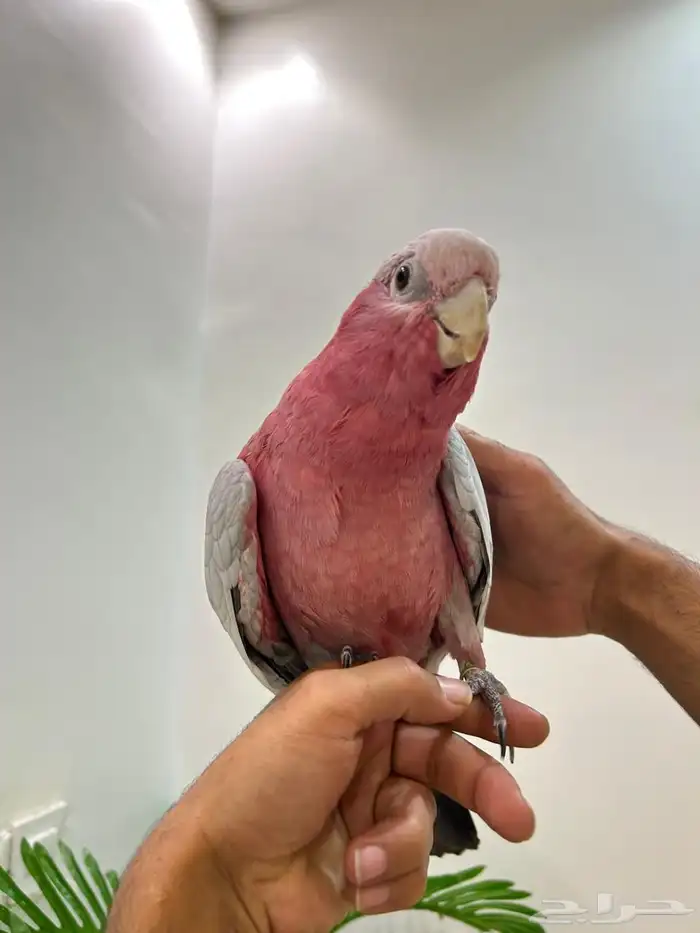 كوكاتو قالا تم البيع 8