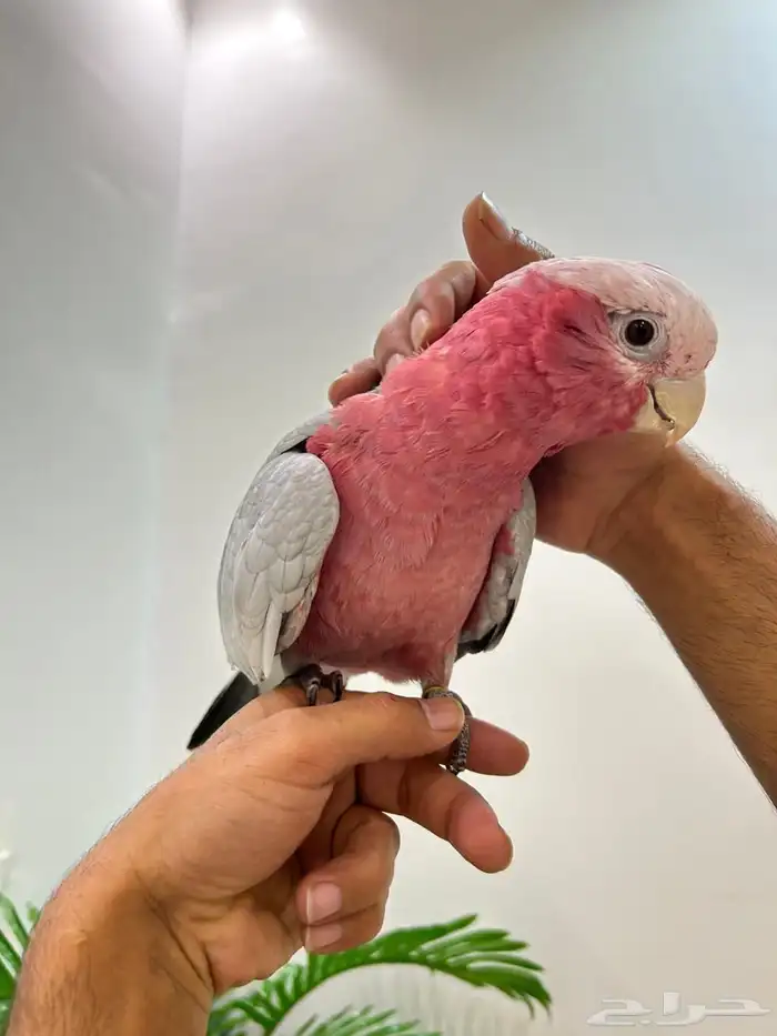 كوكاتو قالا تم البيع 5