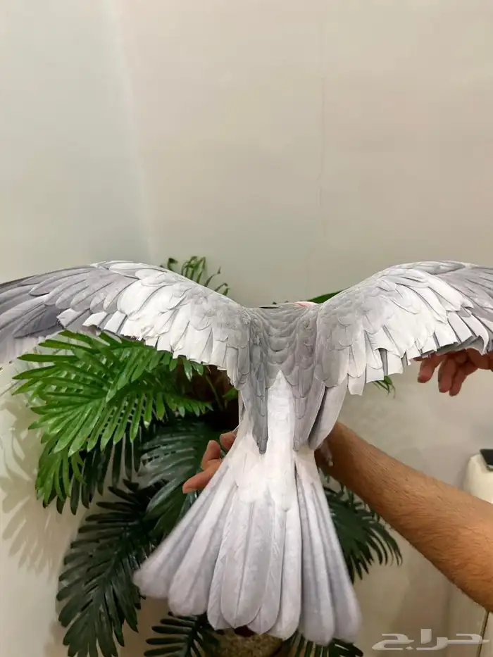 كوكاتو قالا تم البيع 2