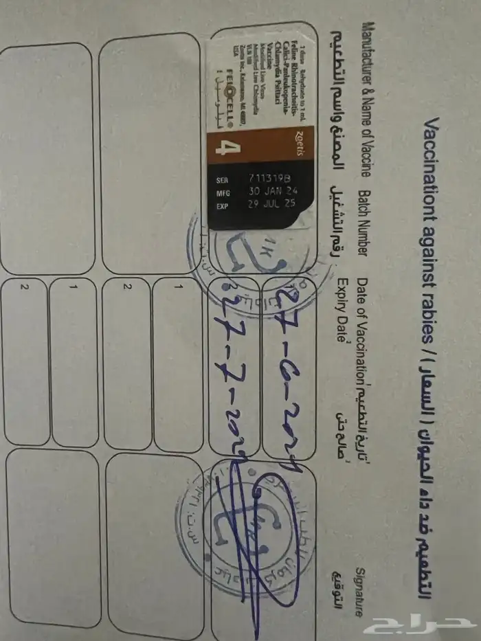 قط بريطاني 3