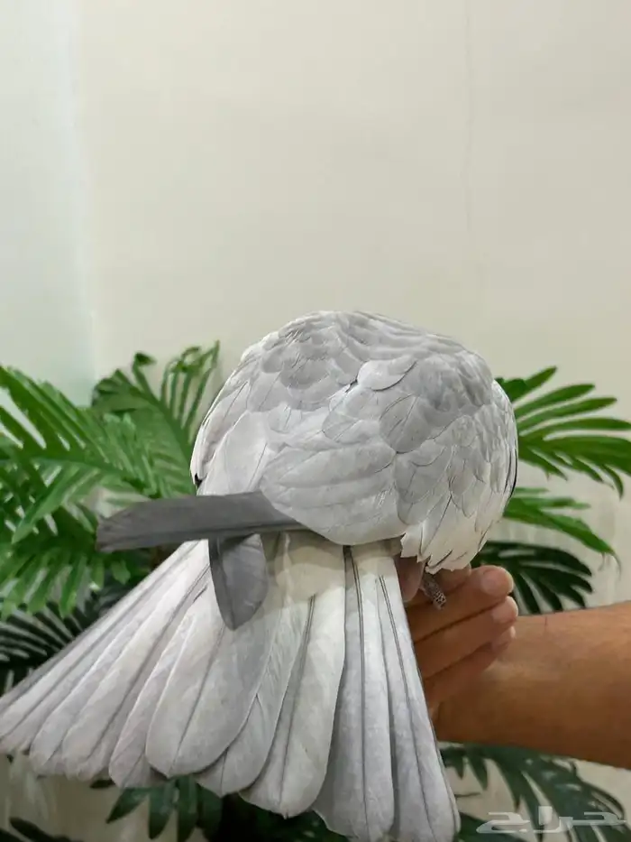 كوكاتو قالا تم البيع 4