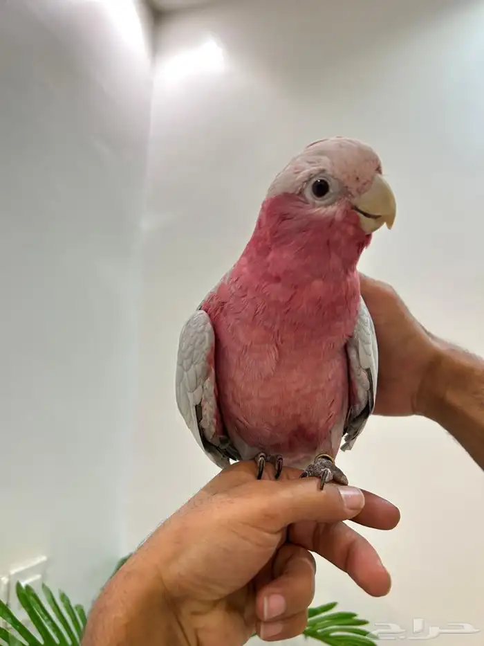 كوكاتو قالا تم البيع 9