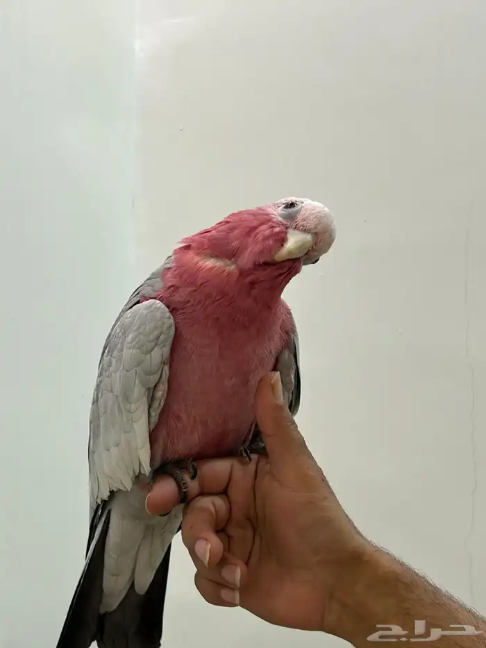 كوكاتو قالا تم البيع 7