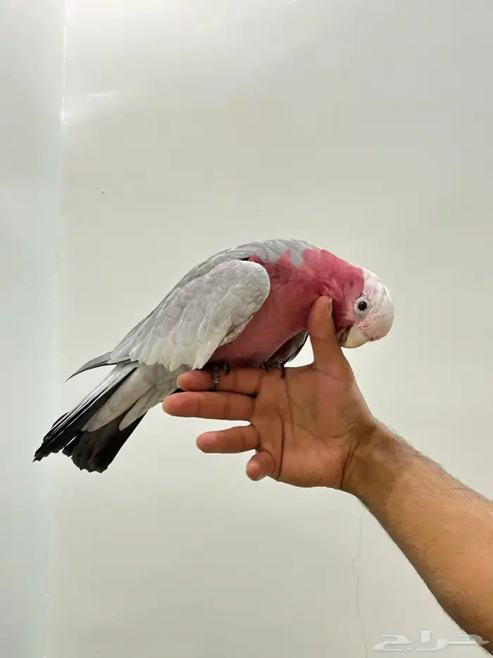 كوكاتو قالا تم البيع 6