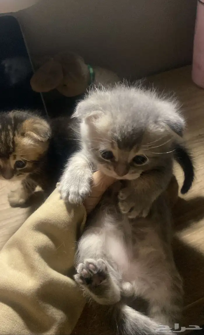 سكوتش فولد 0