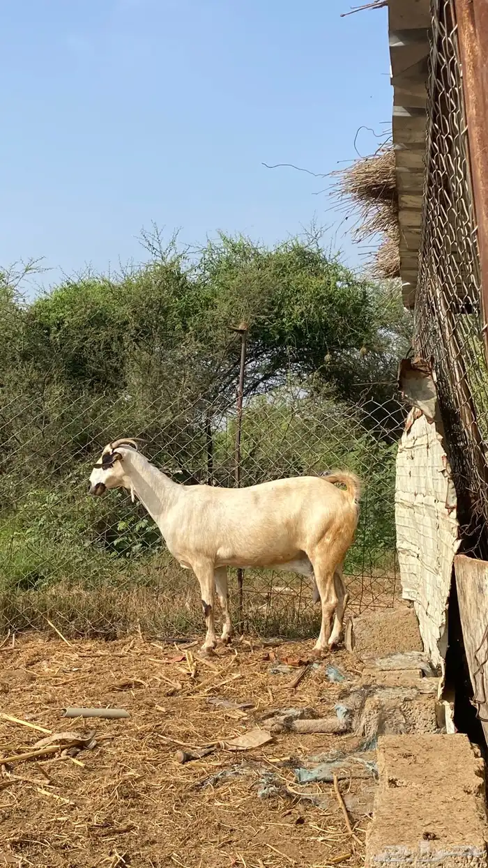 نعرض لكم اخواني عنز كحلا 15