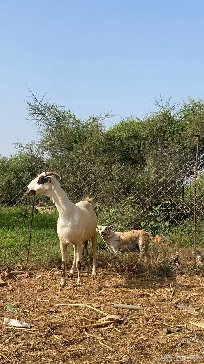نعرض لكم اخواني عنز كحلا 6