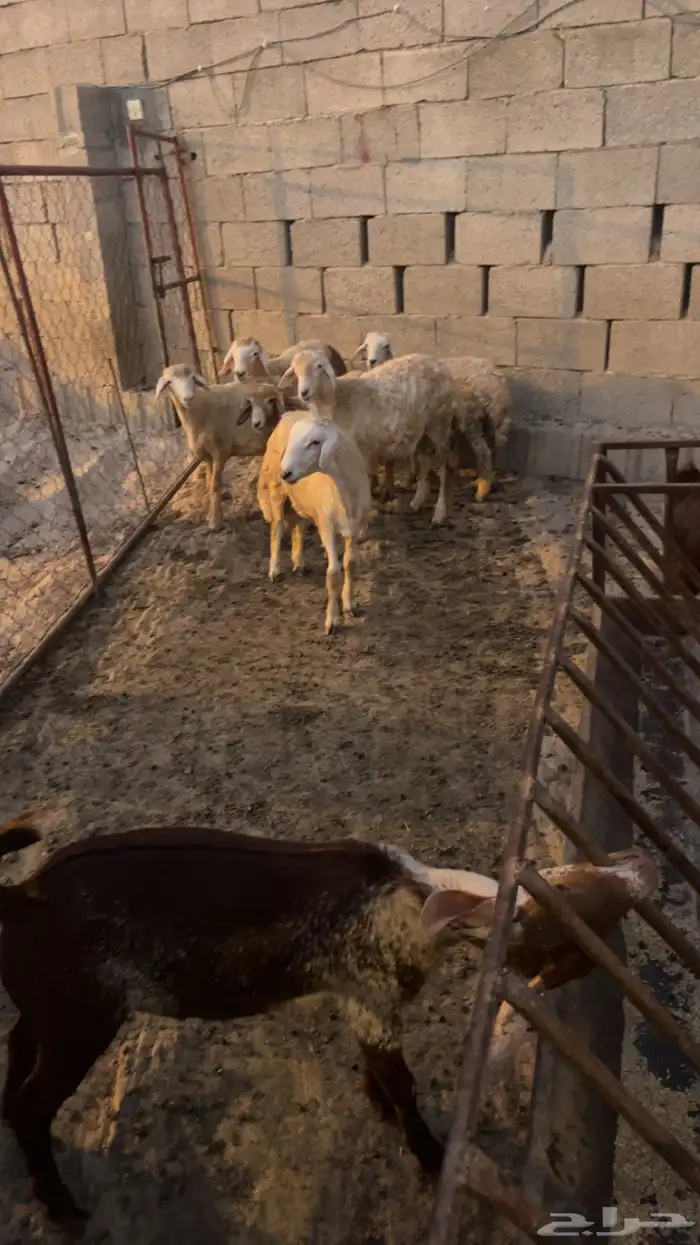 خرفان فل شحم (تم البيع ) 6