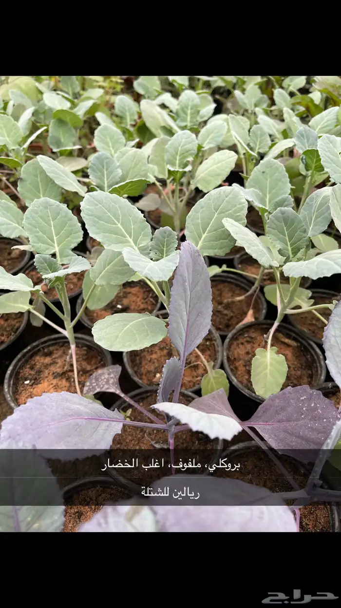 شتلات بروكلي وخضار بريالين فقط 1