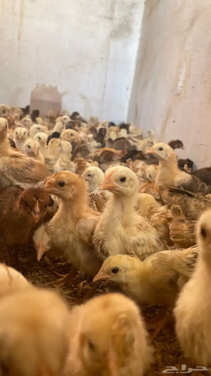 صيصان بلدي العمر شهر ماخذه جميع التحصينات 2