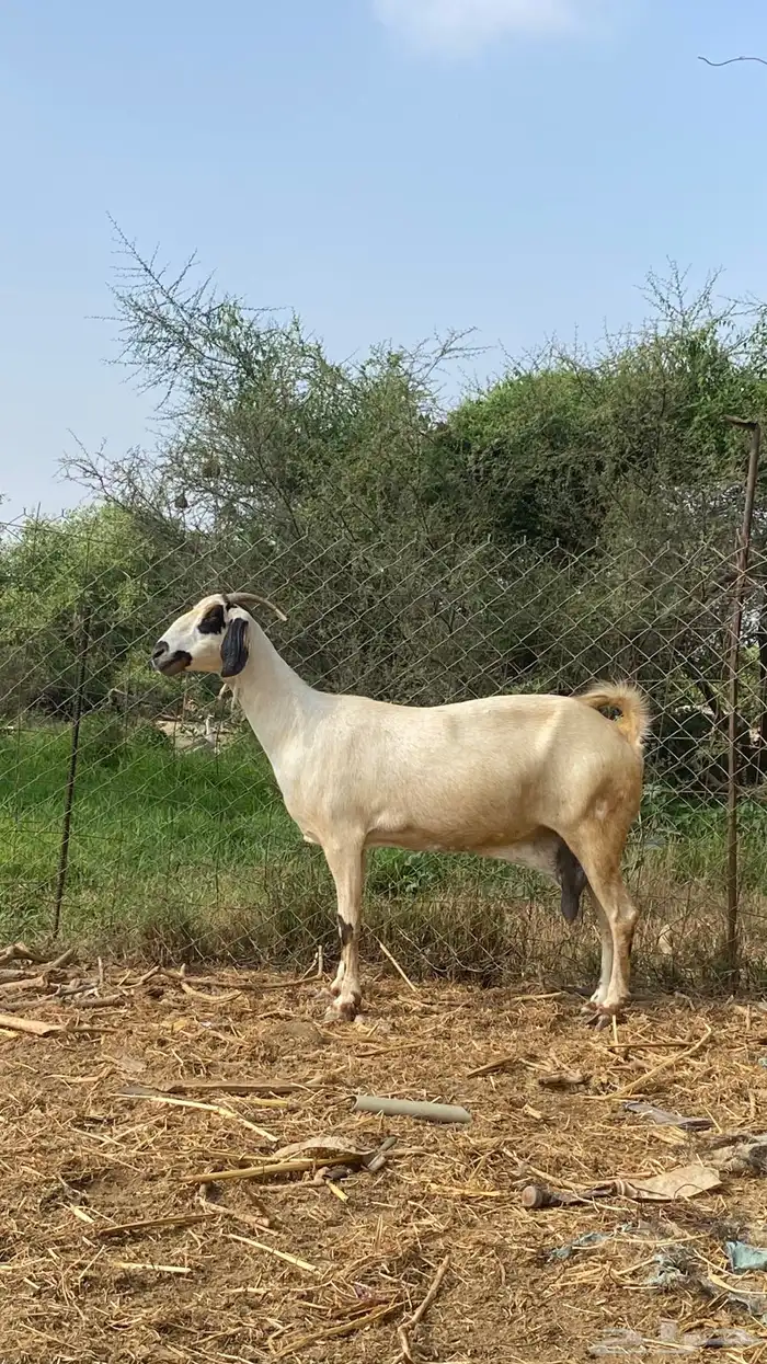نعرض لكم اخواني عنز كحلا 19