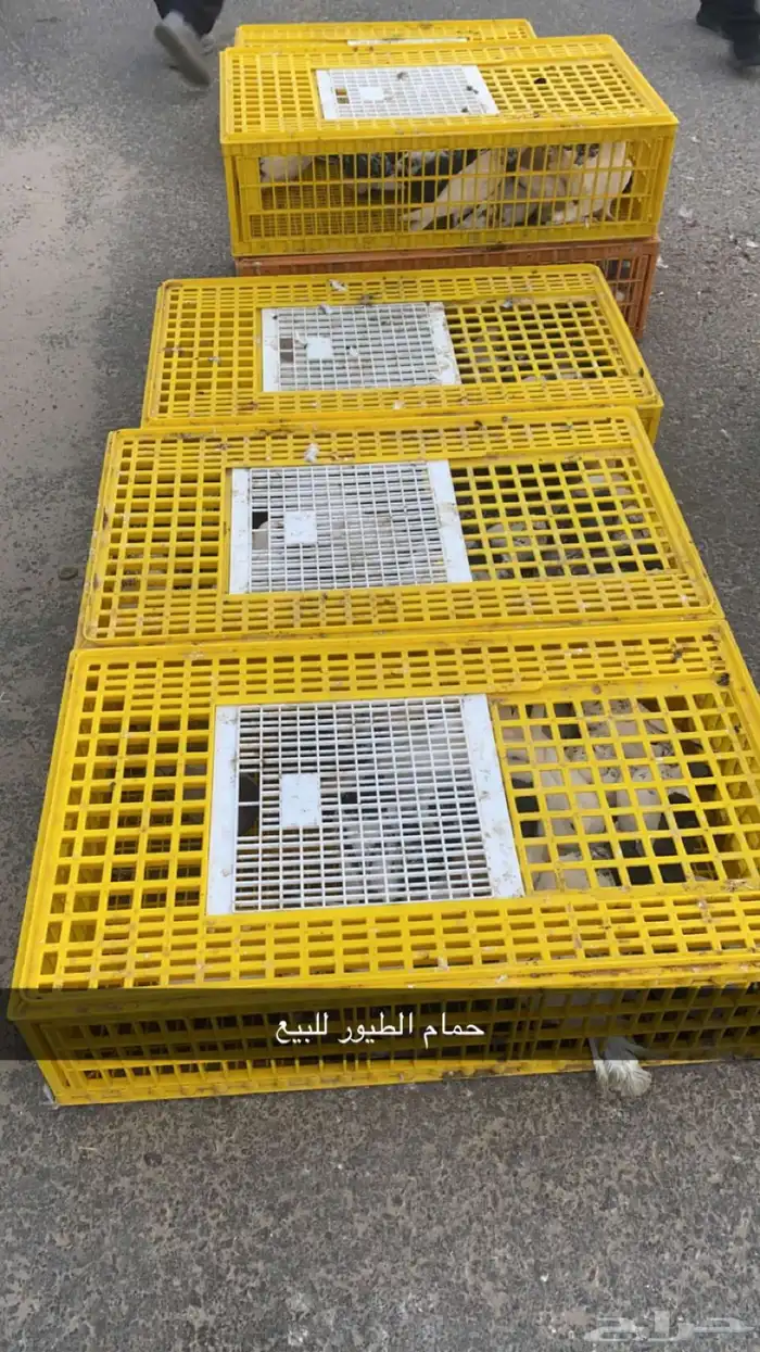 حمام الطيور للبيع 0