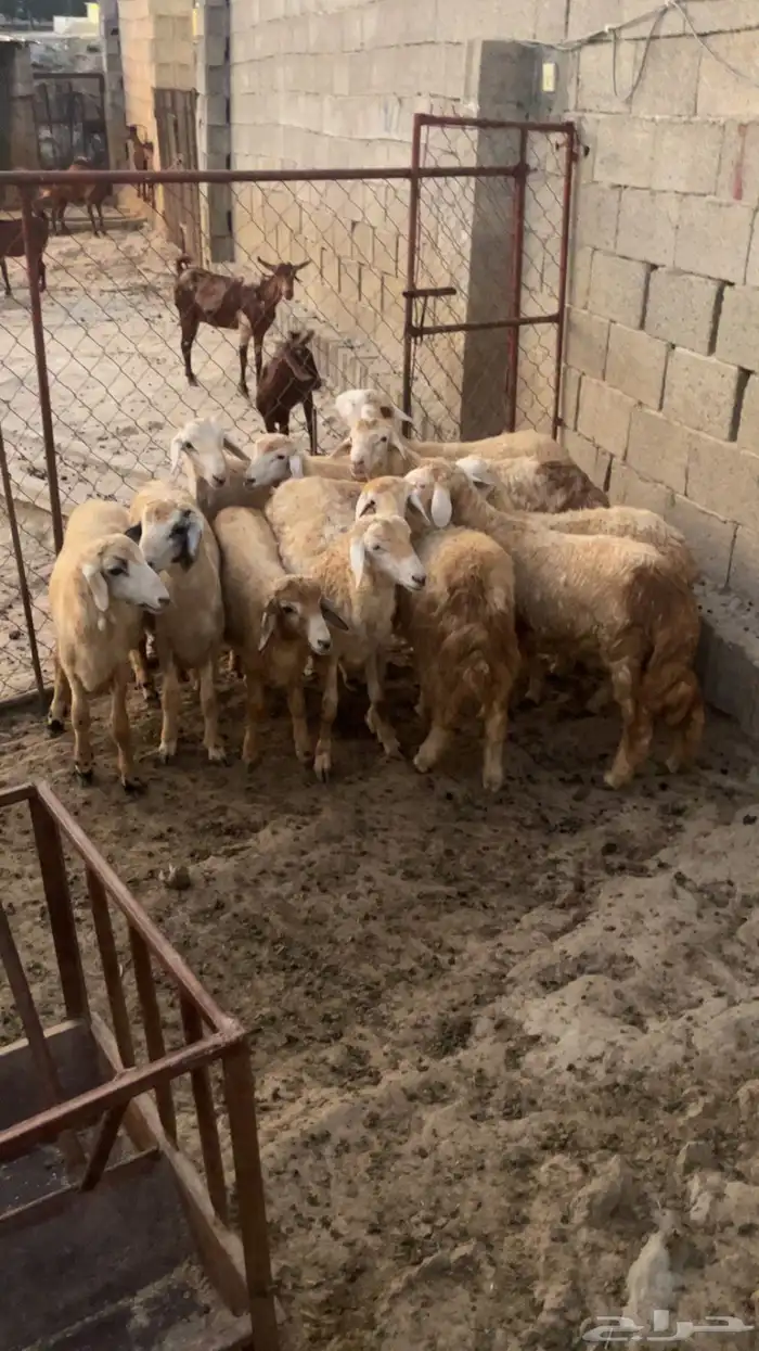 خرفان فل شحم (تم البيع ) 0