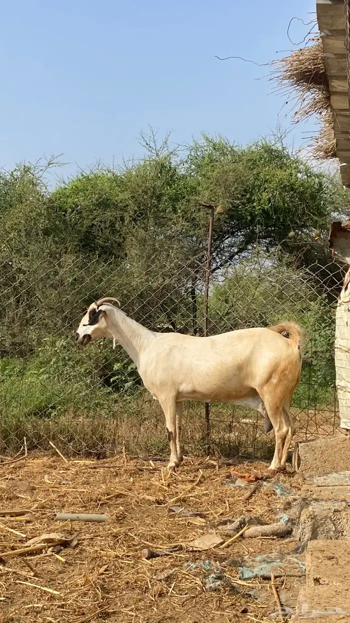 نعرض لكم اخواني عنز كحلا 27